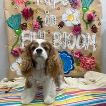 Cavalier posing in our spring photo backdrop