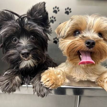 Two freshly groomed pups on the grooming table