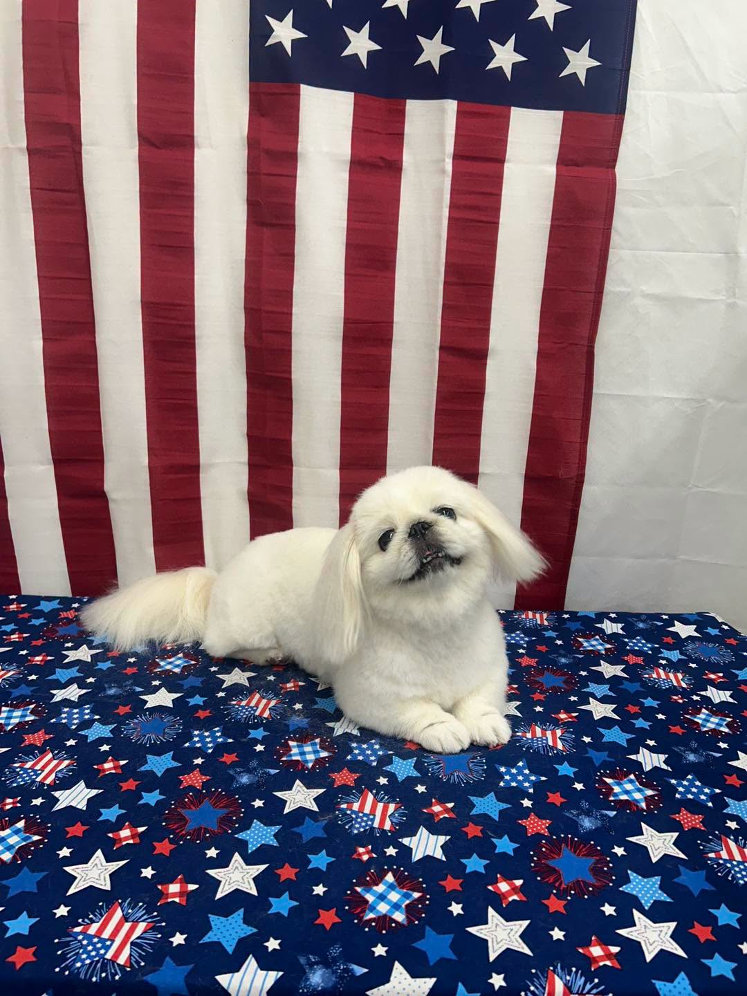 Fluffy white Pekingese with a patriotic backdrop
