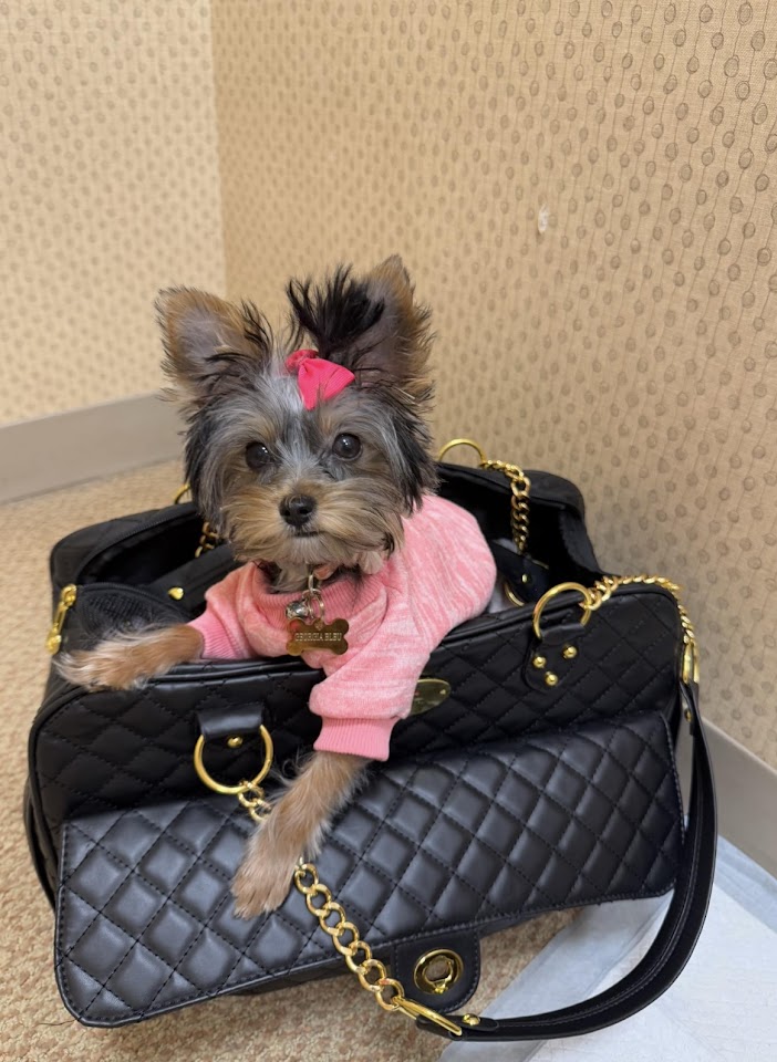 Yorkie in a pink sweater ready to travel in style