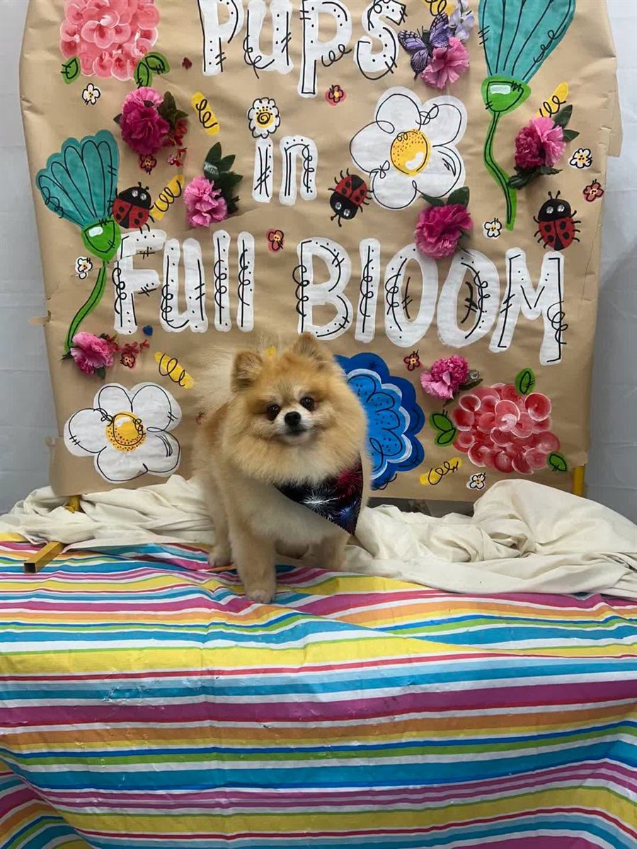 Freshly groomed pup at Doggie Doos