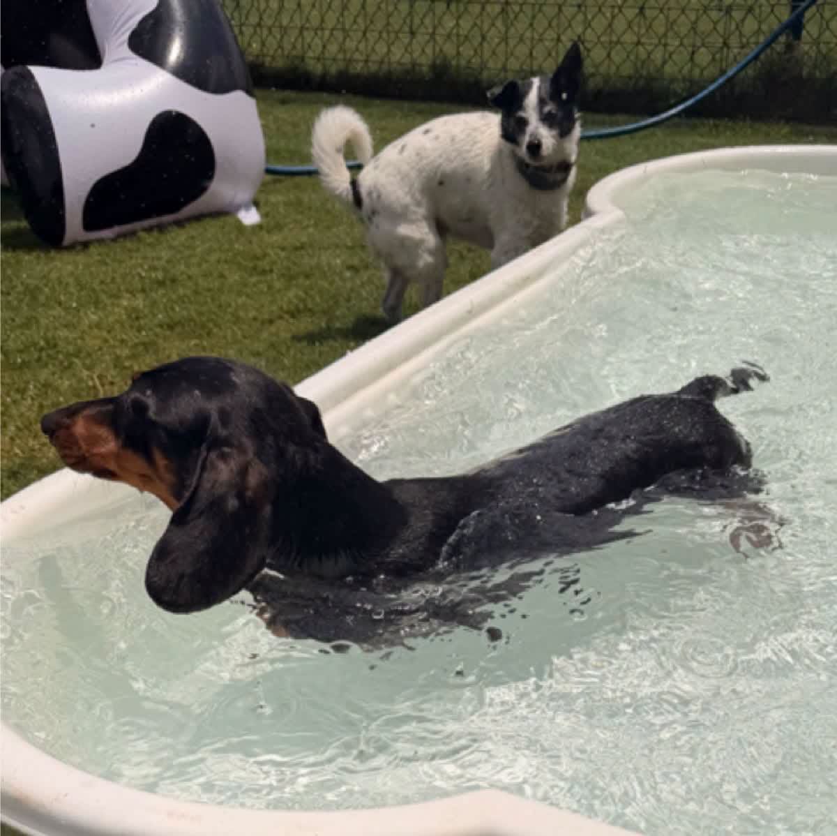 Dachshund taking a dip while a friend watches