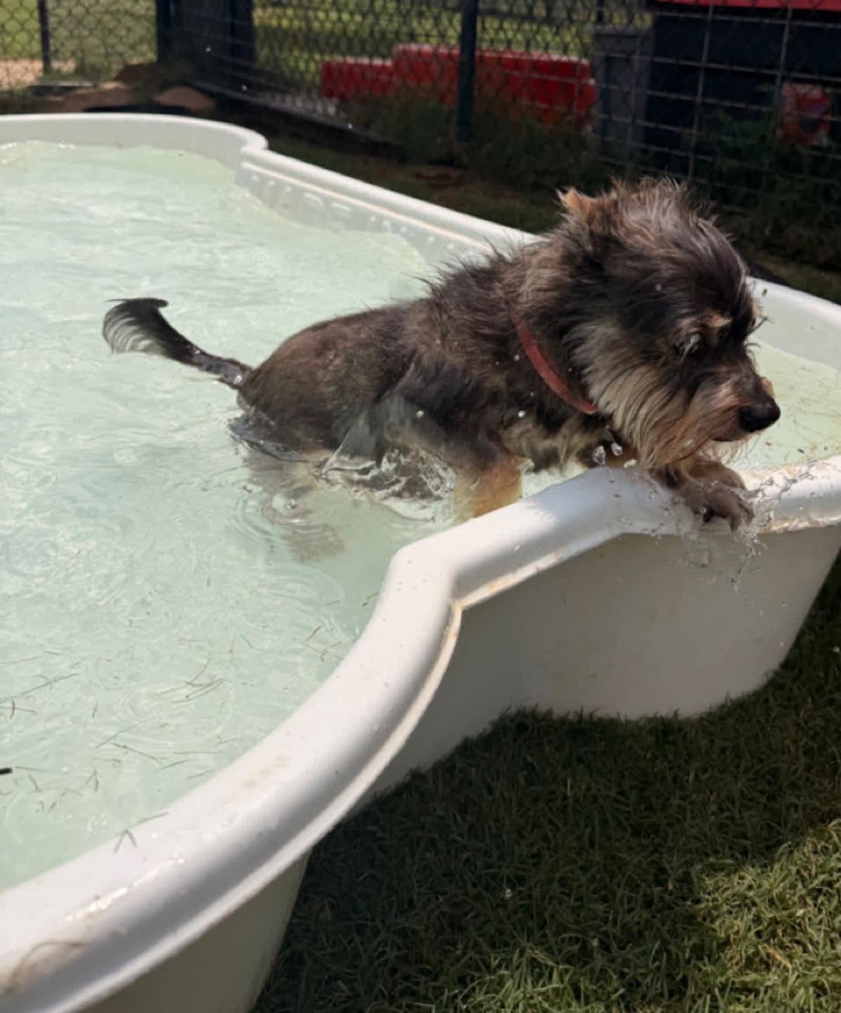 Scruffy pup climbing into the bone-shaped pool