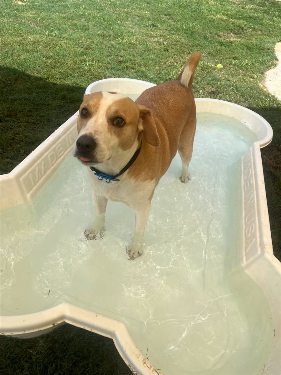 Beagle cooling off in the splash pool